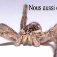 En parcourant le web régulièrement, nous tombons de temps à autre sur des nouveaux projets rôlistiques ou ludiques, ou tout cela à la fois.
A voir aujourd&rsquo;hui, deux nouveaux sites, pas encore trop rempli, mais avec plein de projets à venir :

Objectif-Iréel,

Objectif-Iréel
Objectif-iréel.com Ouvre bientôt ses portes. Venez découvrir le  projet communautaire de ce site basé [...]