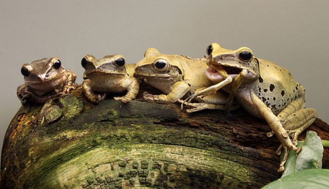 800px Polypedates leucomystax weissbart ruderfrosch 640x369 [inspi] Limage du jour, des grenouilles cannibales ?