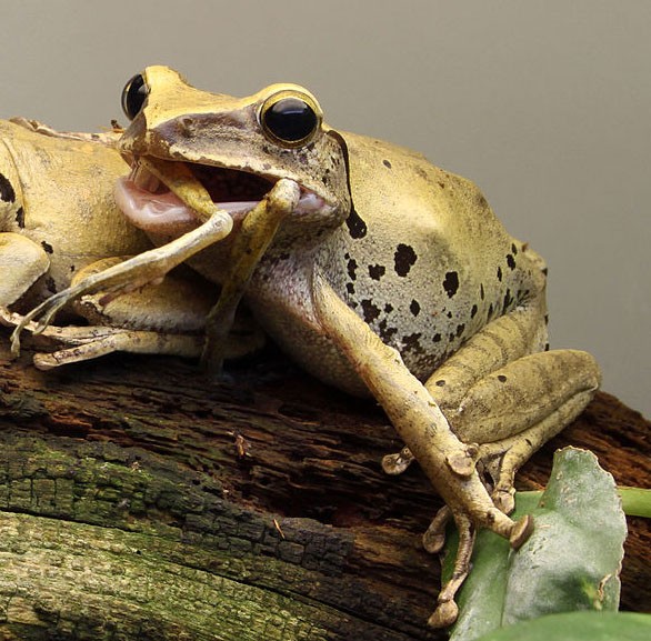 grenouille [inspi] Limage du jour, des grenouilles cannibales ?