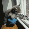 sniper cat