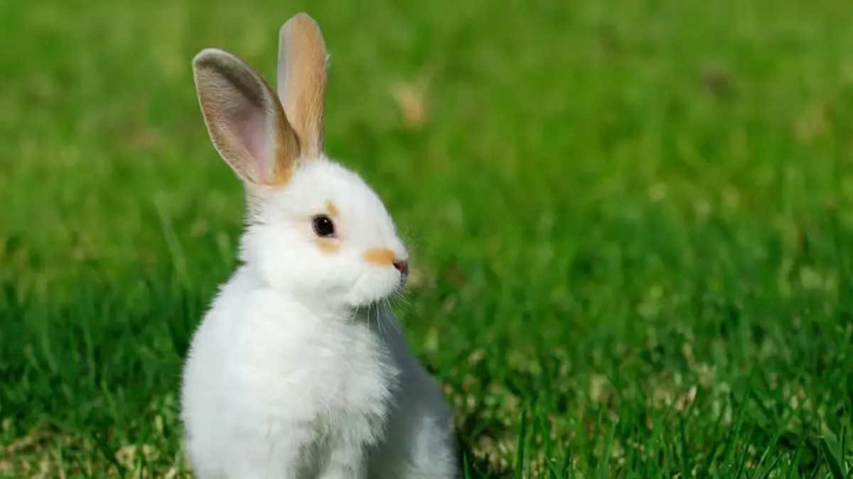 lapin