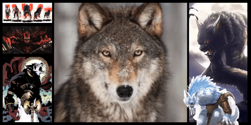 Le mythe du mâle alpha et les jeux de loups-garous : faut-il tout repenser ?