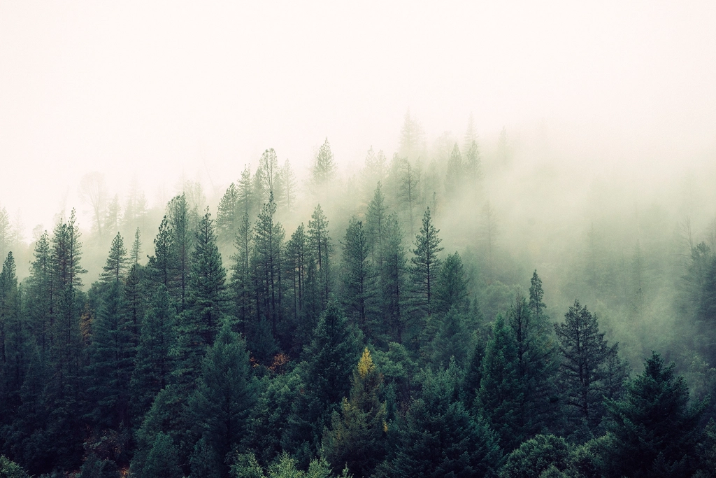 pine forest shrouded dense fog