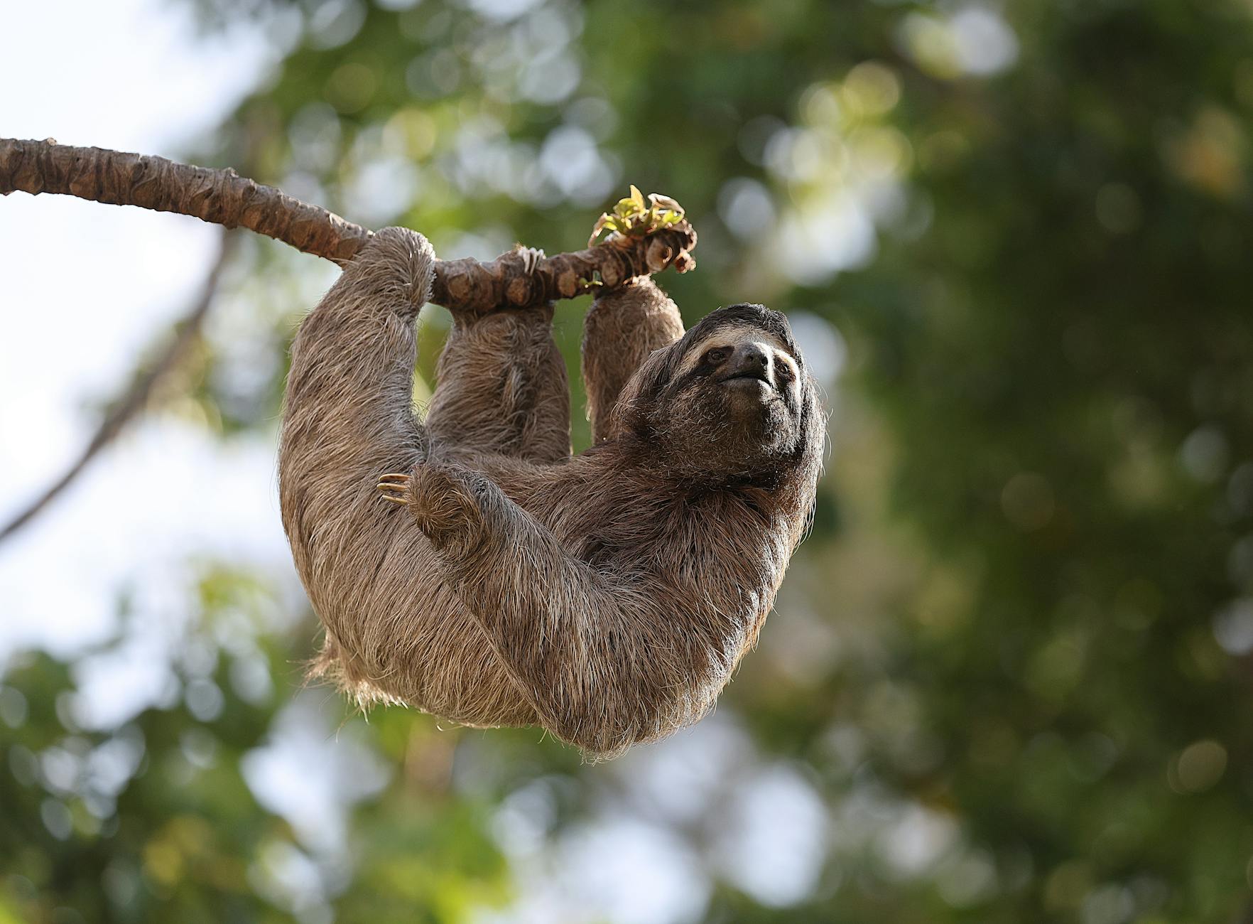 brown throated sloth hanging in costa rican rainforest