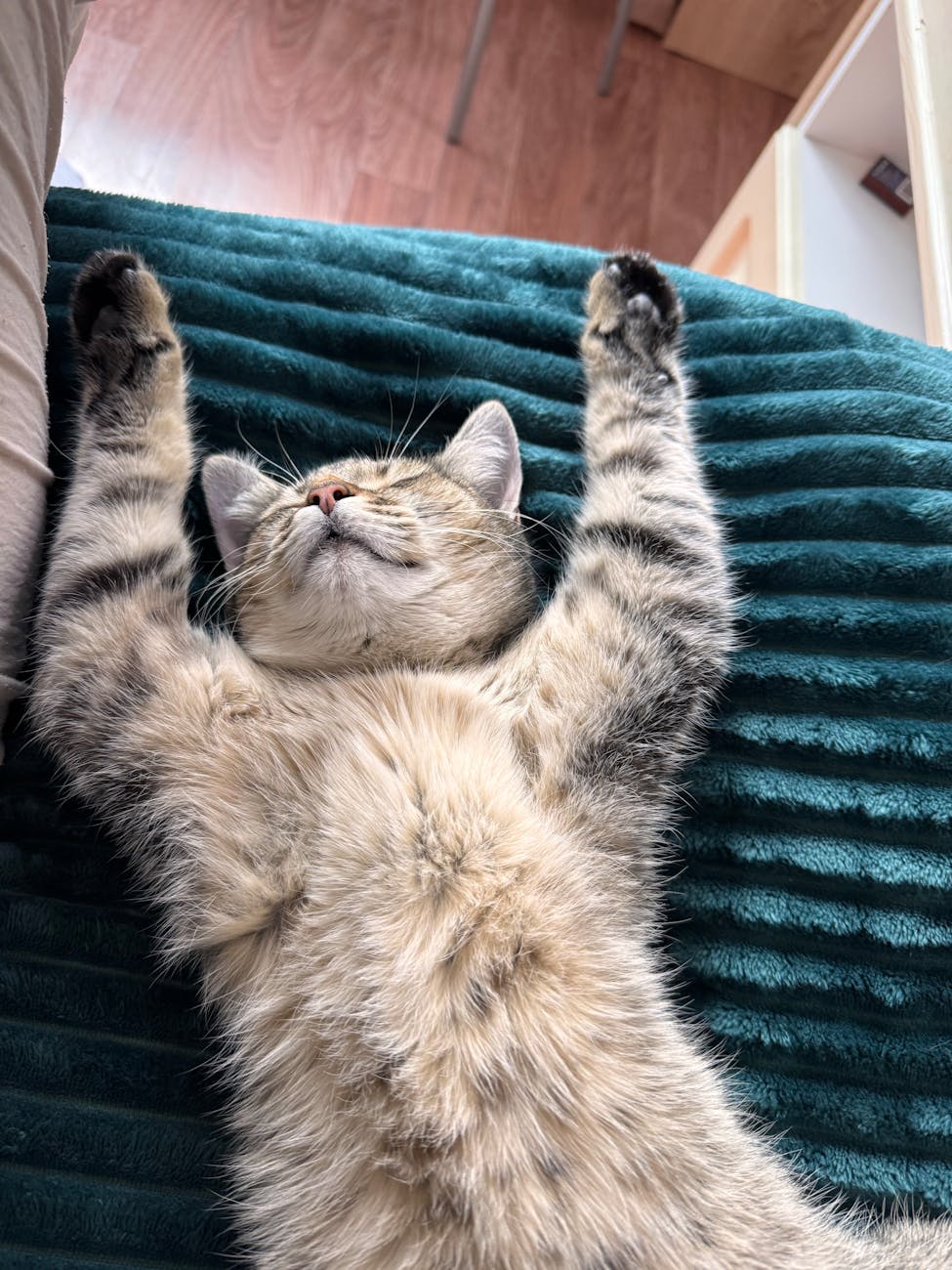 adorable kitten sleeping on a cozy blanket