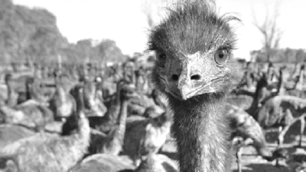 La guerre des émeus