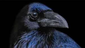 Créer un métamorphe pour Nephilim : l’exemple du Corbeau